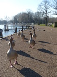 FZ025367 Geese.jpg